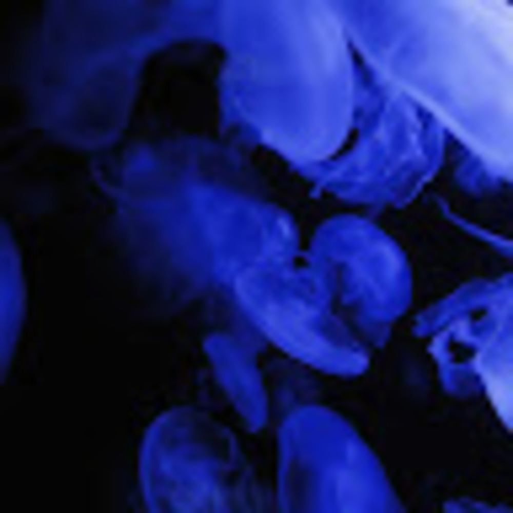 Meet your Posher, Andra